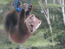 icon linking to American Marten -- Martes americana