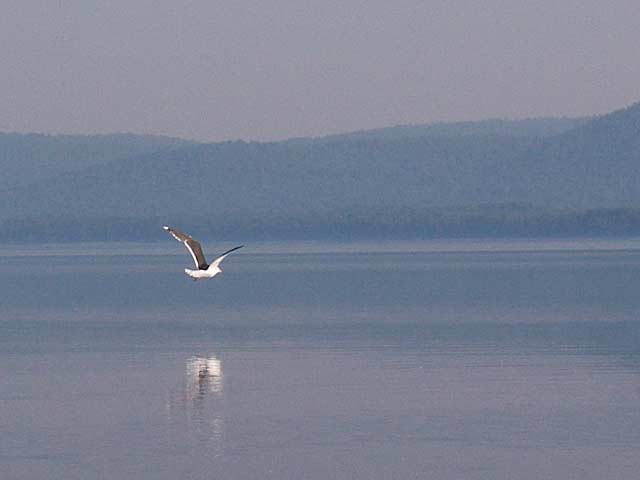 A Great Black-Backed Gull off Point Alexander on the Ottawa River