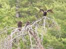 Turkey Vultures at Presqu'isle icon linking to Turkey Vultures at Presqu'isle