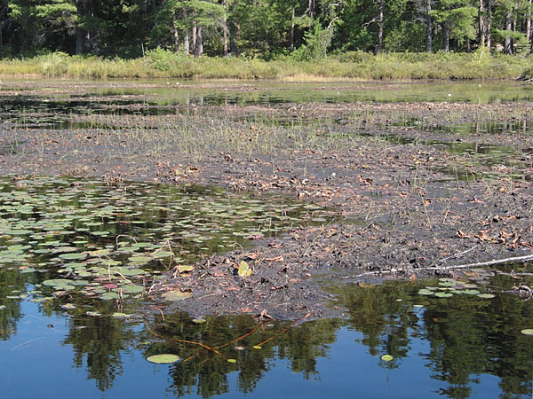 Ooze Lake in Algonquin Park