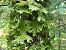 Lungwort icon linking to Lungwort