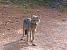 Eastern Wolf -- Canis lycaon icon linking to Eastern Wolf -- Canis lycaon