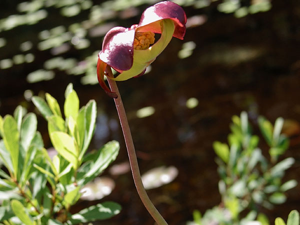 Pitcher plant -- Sarracenia purpurea -- at Ooze Lake in Algonquin Park