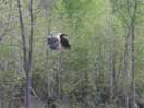 Immature Bald Eagle -- Haliaeetus leucocephalus icon linking to Immature Bald Eagle -- Haliaeetus leucocephalus