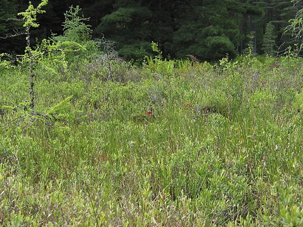 Plants of Ooze Lake in Algonquin Park
