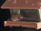 icon linking to Northern Flying Squirrel -- Glaucomys sabrinus