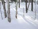 Ruffed Grouse in winter icon linking to Ruffed Grouse in winter