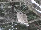 icon linking to Barred Owl -- Strix varia