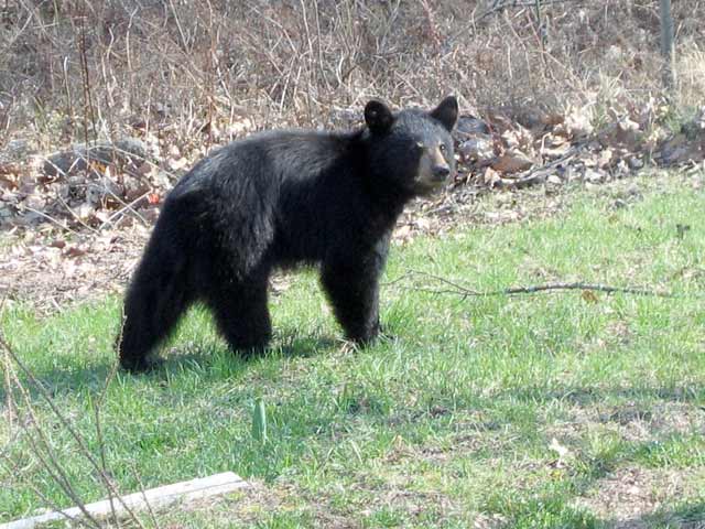 Young Black Bear outside living room window