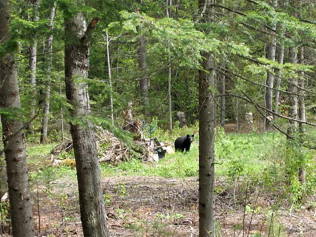 Young Black Bear investigating vacant lot