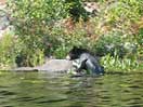 Do Black Bears Swim? icon linking to Do Black Bears Swim?