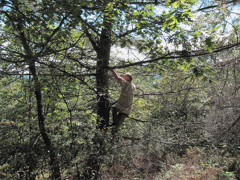 climbing a tree atop the big hill across from Achray on Grand Lake in Algonquin Park