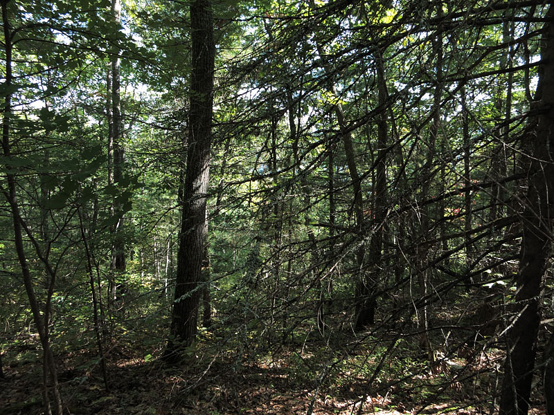 Climbing the big hill across from Achray on Grand Lake in Algonquin Park