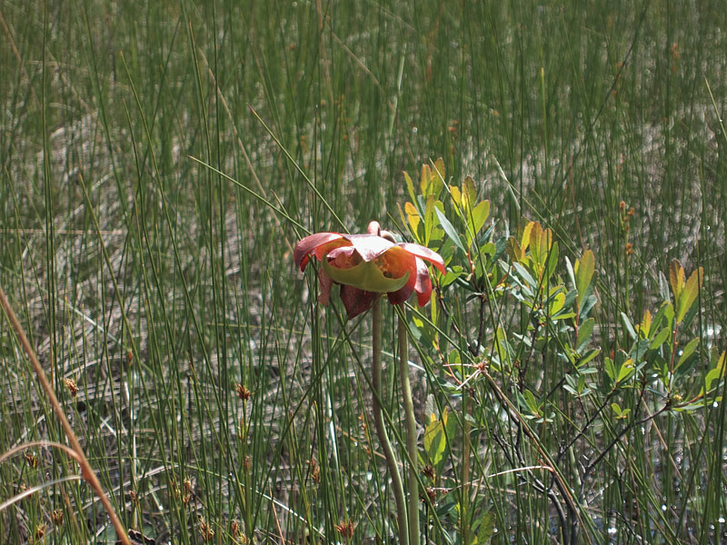 Pitcher plant  in the sedge meadow on Carcajou Creek