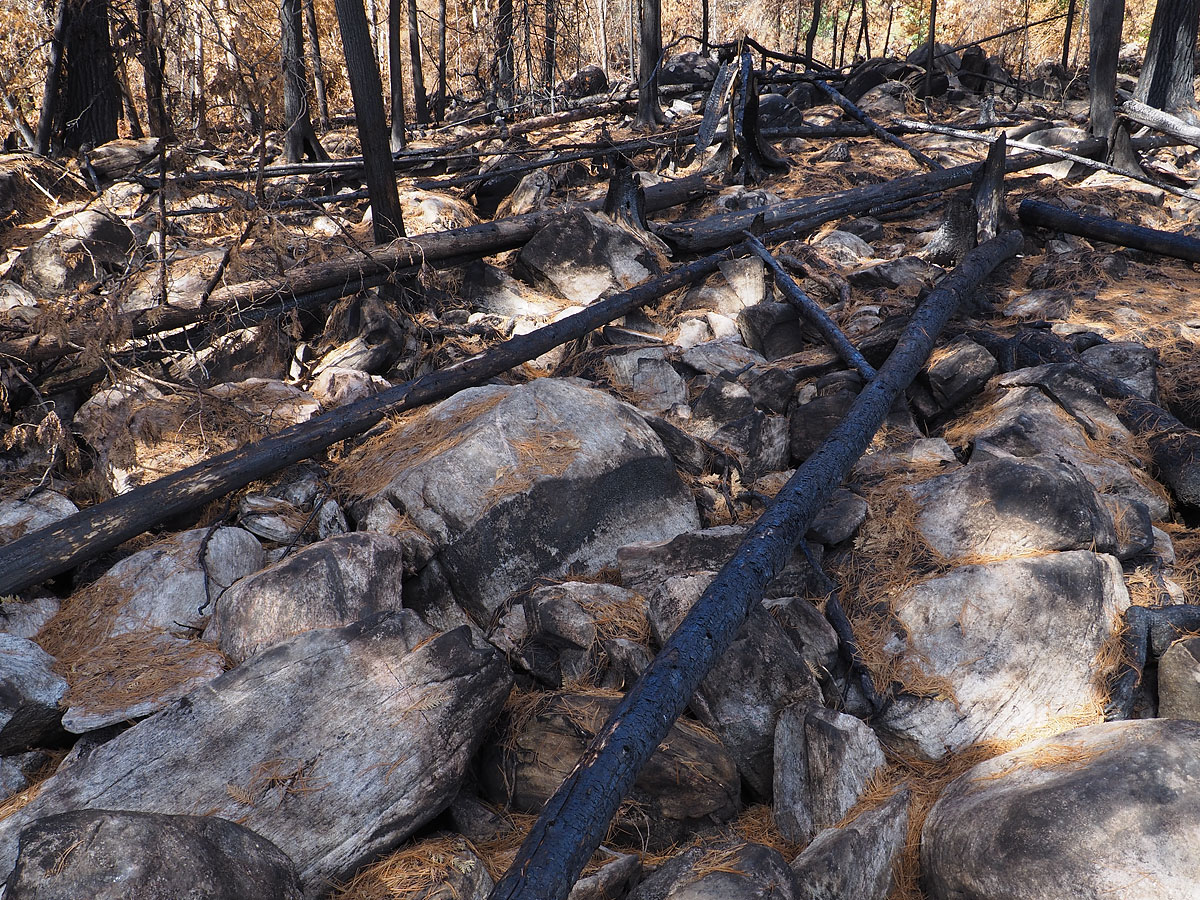aftermath of forest fire on High Falls Lake photo from 2017 September 02