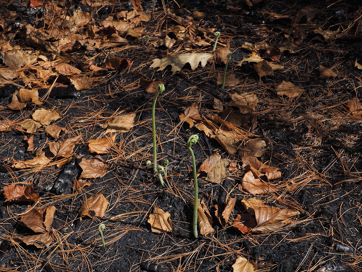 aftermath of forest fire on High Falls Lake photo from 2017 September 02