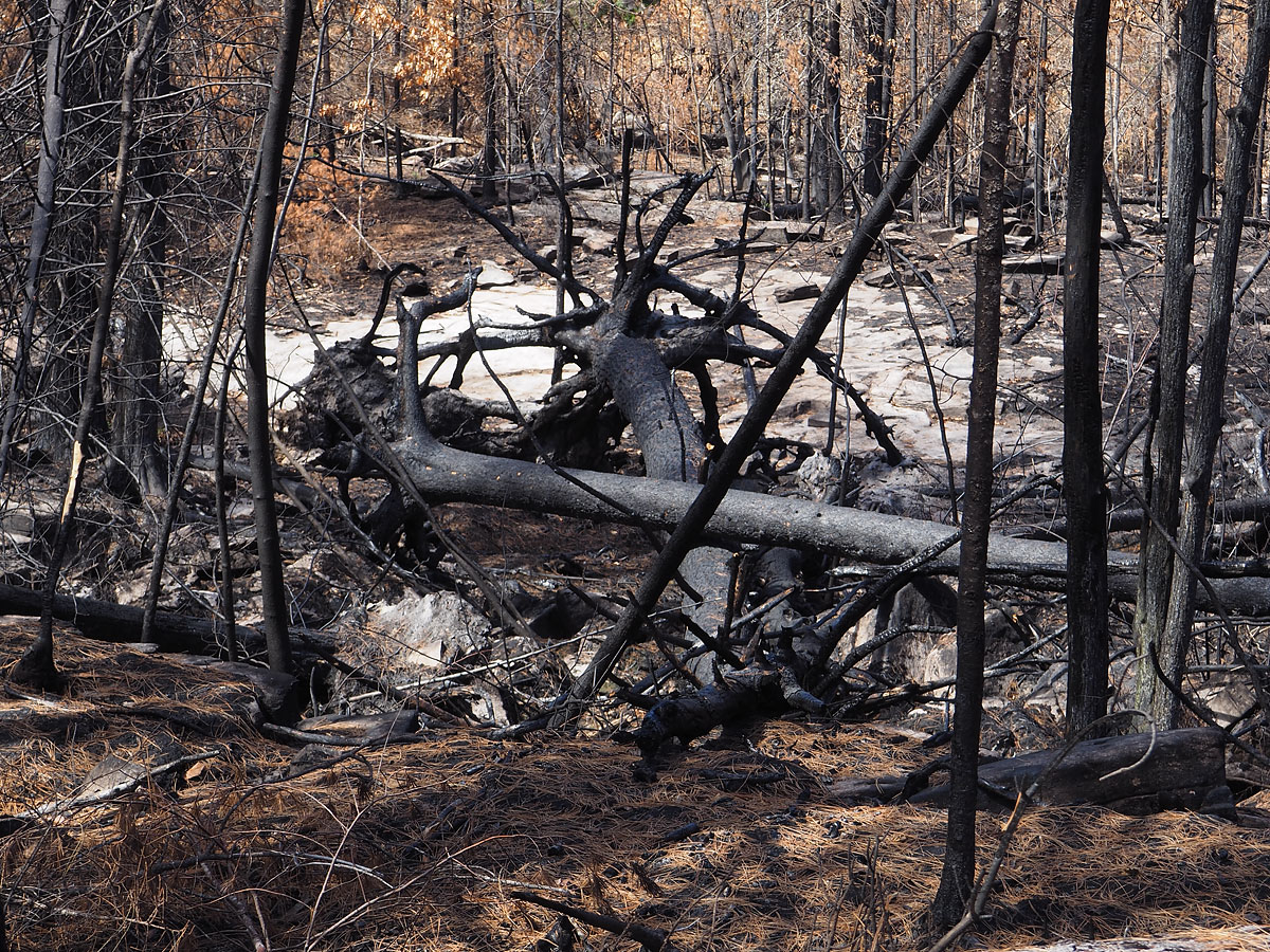 aftermath of forest fire on High Falls Lake photo from 2017 September 02
