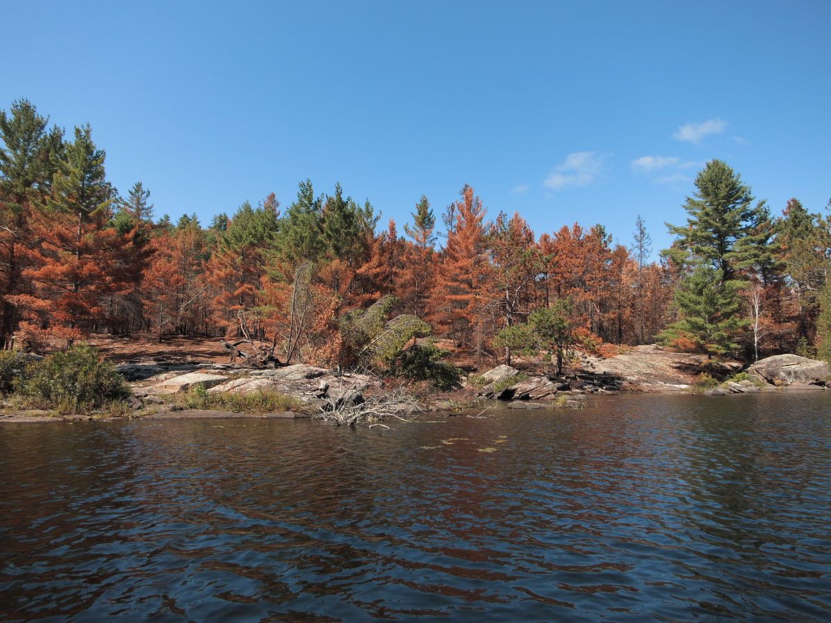 aftermath of forest fire on High Falls Lake photo from 2017 September 02