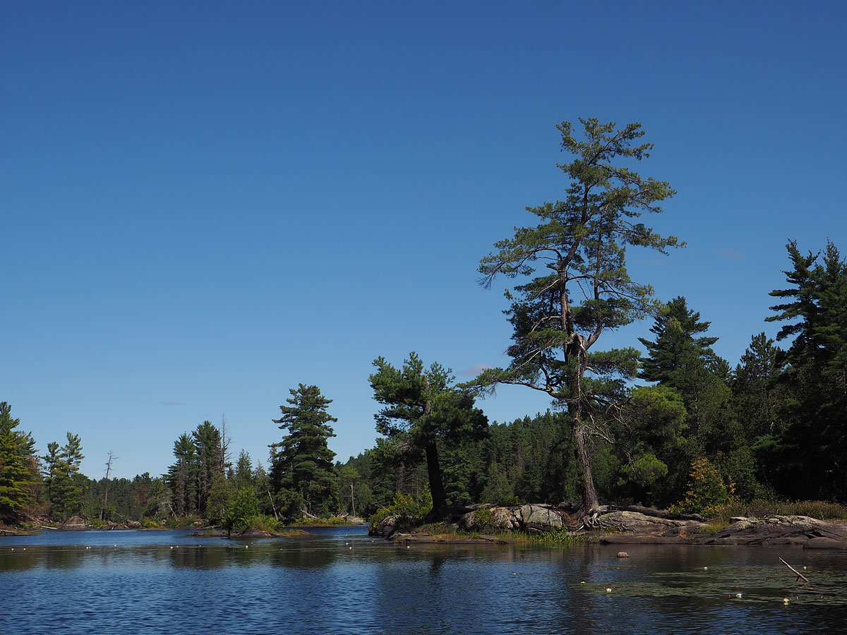 aftermath of forest fire on High Falls Lake photo from 2017 September 02