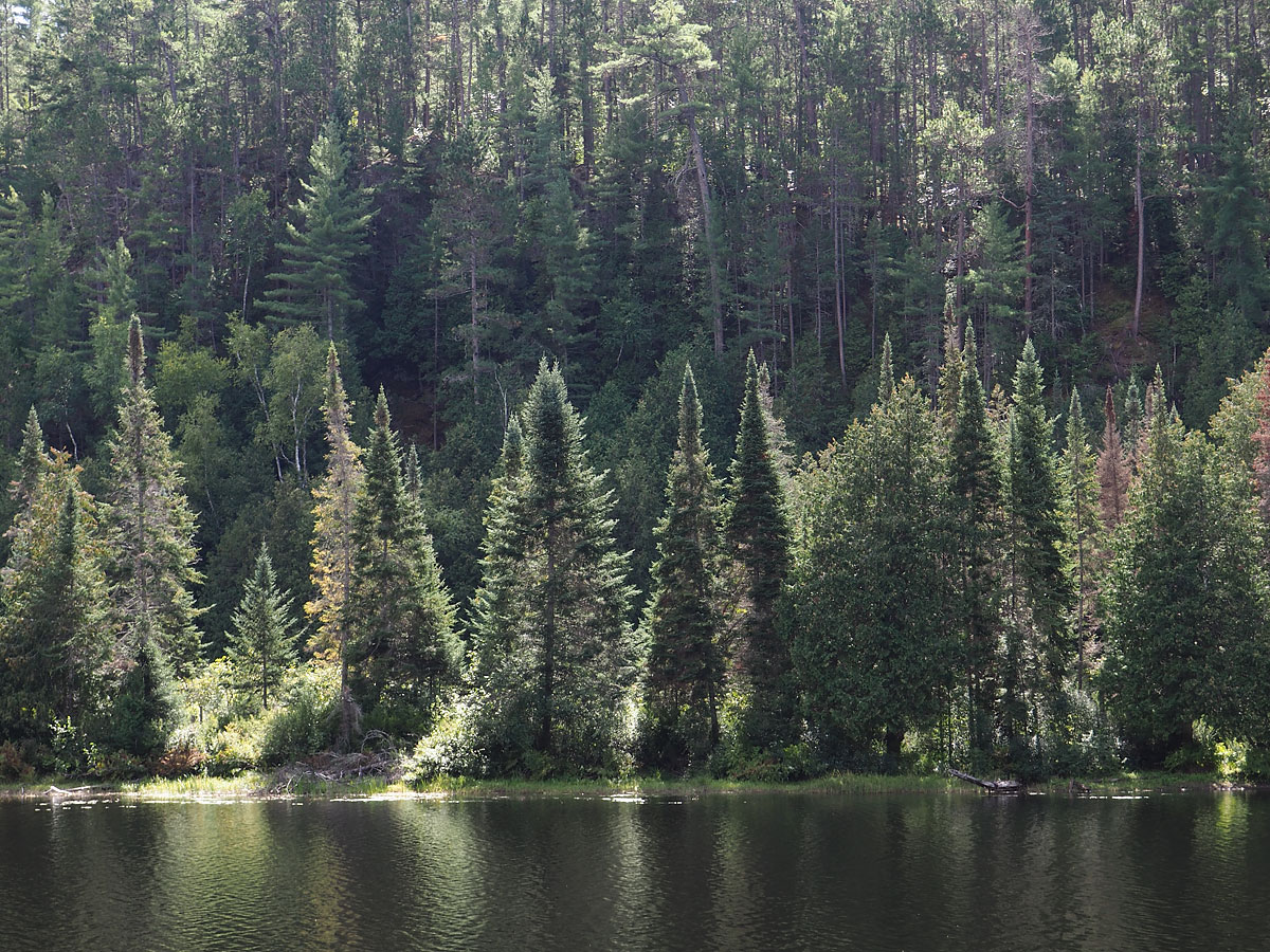 Black spruce along the Petawawa River in Algonquin Park