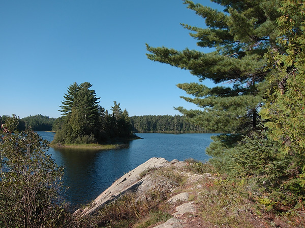 Alligator remains at Catfish Lake in Algonquin Park in 2010