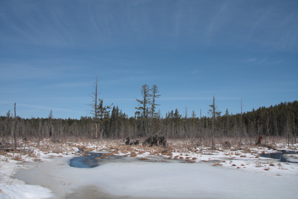 Frozen wetland along the Achray Road in Algonquin Park in early spring