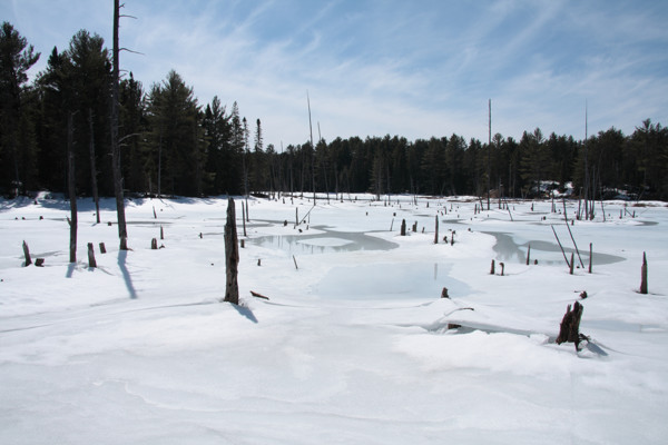 Frozen wetland near the Petawawa River at Lake Travers in Algonquin Park