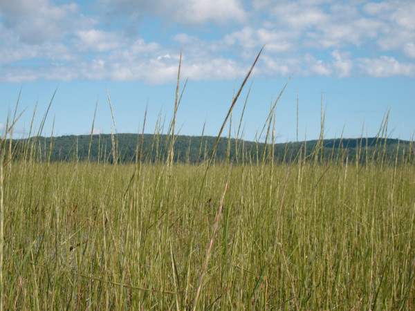 Emergent plants in the mouth of the Nipissing River where it flows into Cedar Lake in Algonquin Park
