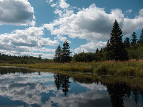 Marsh along the lower Nipissing River in Algonquin Park