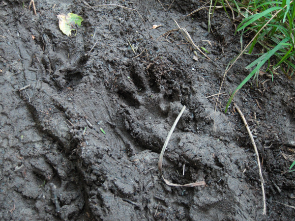 animal tracks in mud