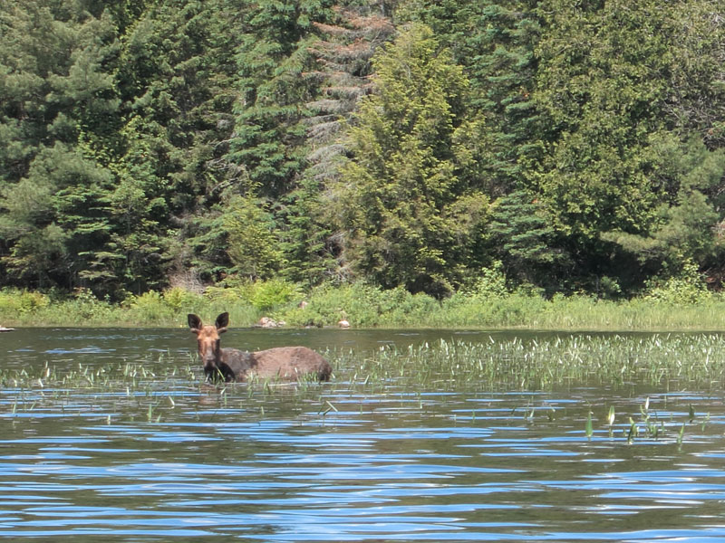 Moose on Little Cedar Lake in Algonquin Park