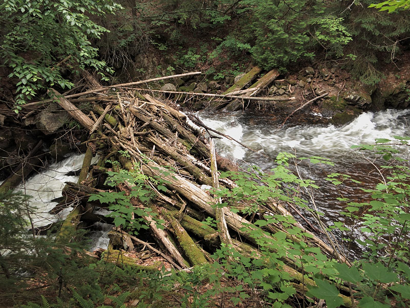 Laurel Lake waterfall in Algonquin Park