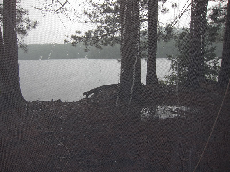 Cauchon Lake in Algonquin Park in the rain