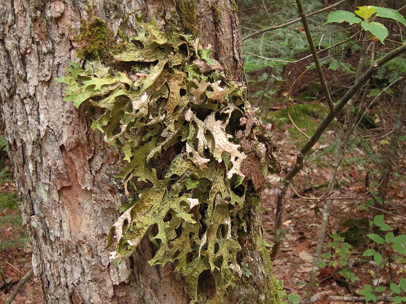 lobaria Pulmonaria on portage to Luckless Lake in Algonquin Park