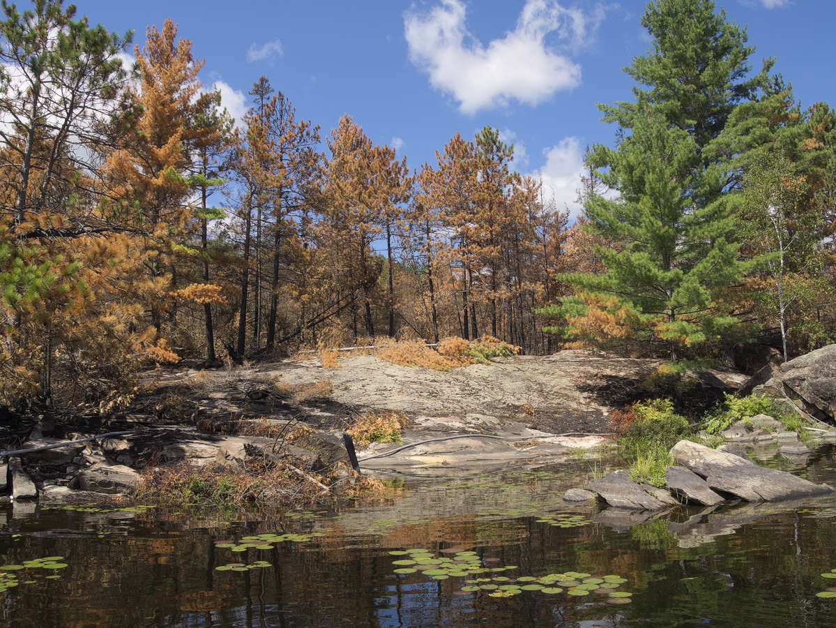 forest fire on High Falls Lake 2019 Aug 18