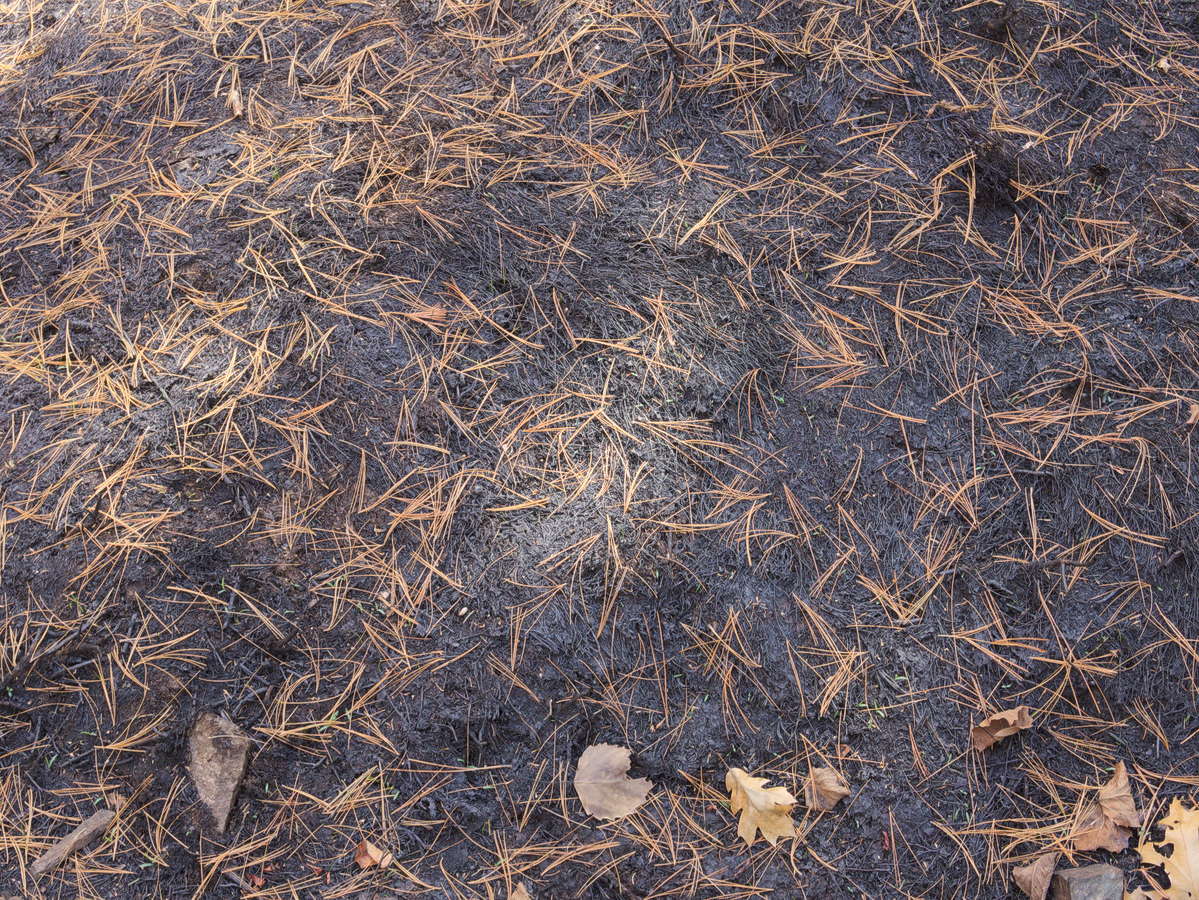 aftermath of forest fire on High Falls Lake photo from 2017 September 02