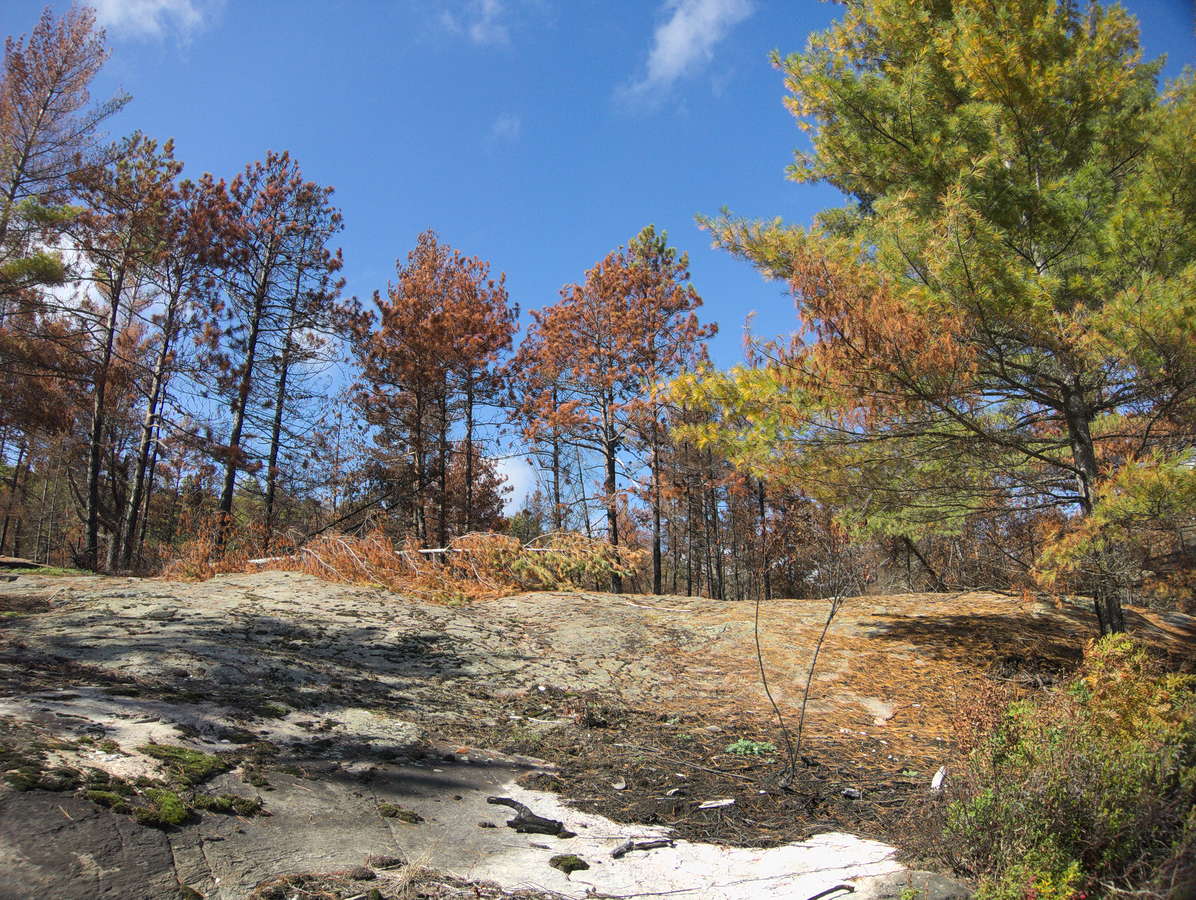 Forest fire signs on the northwestern shore of High Falls Lake in October 2016