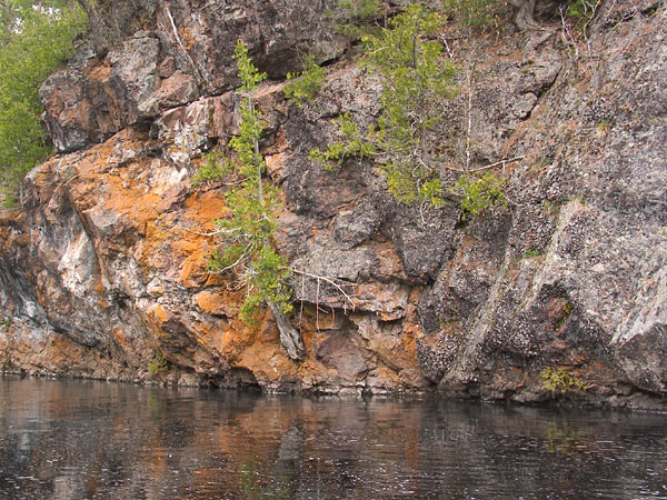 Cedar Tree growing of of the bedrock along the Barron River in Algonquin Park