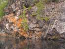 Cedar Tree growing of of the bedrock along the Barron River in Algonquin Park