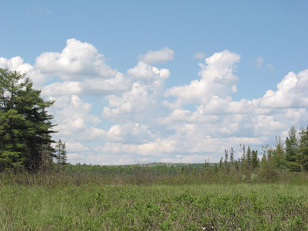 marsh