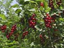 Choke Cherries