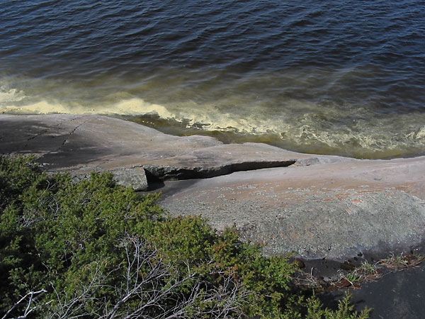 Pollen on the Ottawa River near Point Alexander