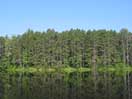 Red Pines at Sec Lake in Algonquin Park