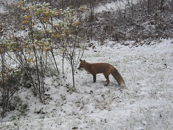 red fox