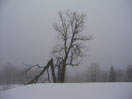picture of broken tree in mist