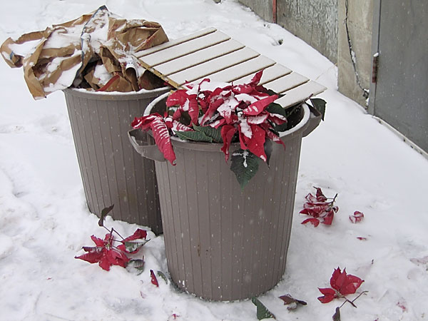 Poinsettias in the Snow