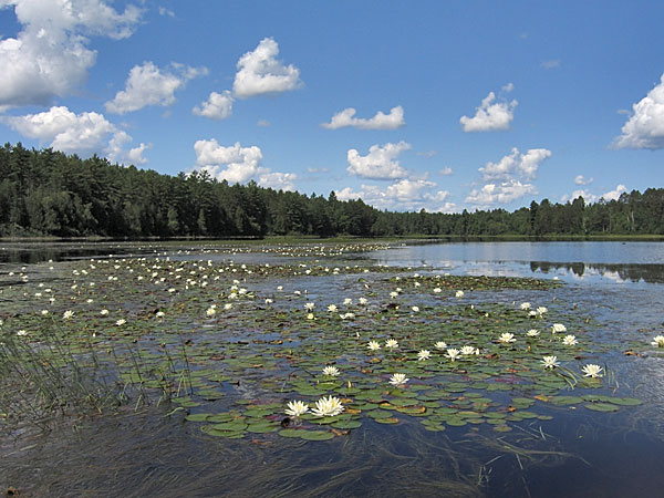 White Water-Lily -- Nymphaea odorata -- on Smith Lake on the Petawawa River