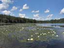 White Water-Lily -- Nymphaea odorata -- on Smith Lake on the Petawawa River