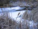 bulrushes in frozen creek
