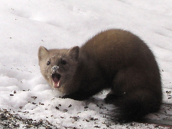 American Marten (Pine) -- Martes americana